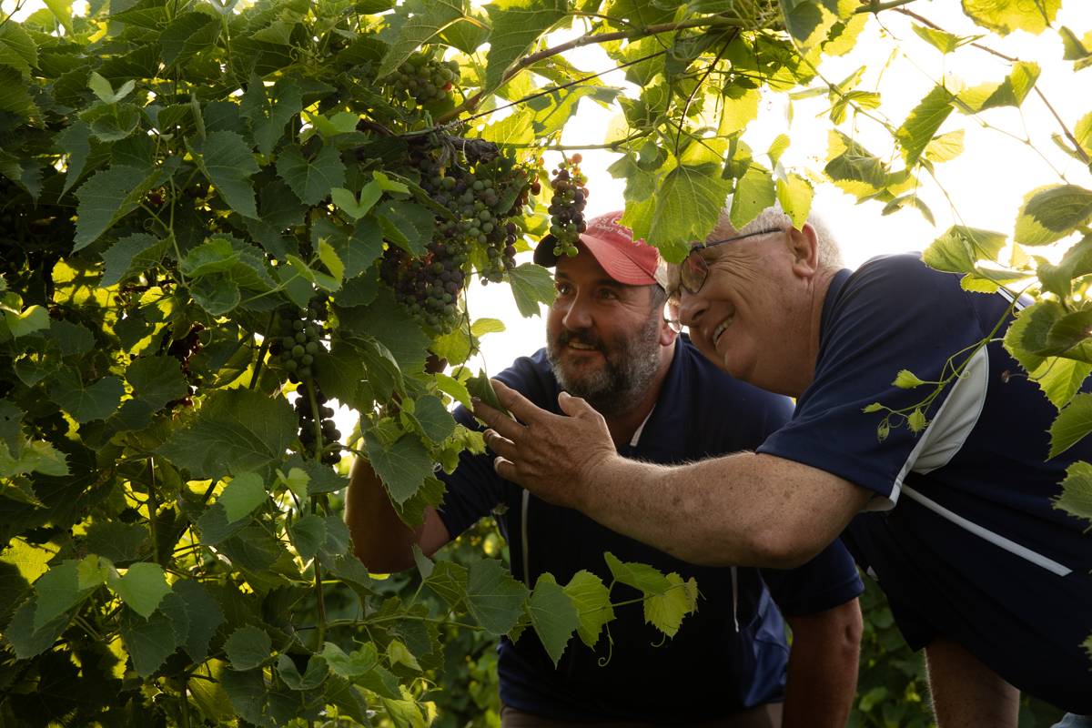 Two winemakers checking grapes
